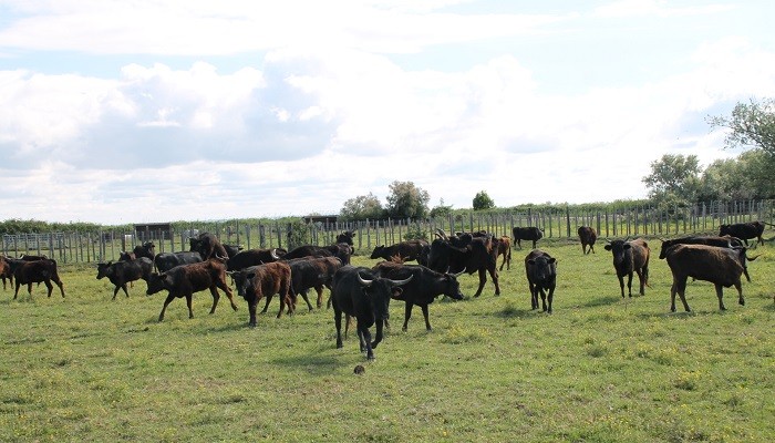 Riz de camargue 8 